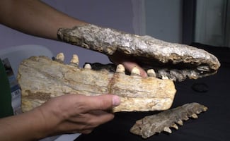 Identifican nuevo dinosaurio marino en el Noreste de México; habitó los océanos hace 70 millones de años