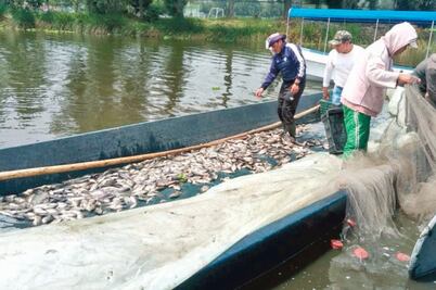 Abren refugio para ajolotes en chinampas 