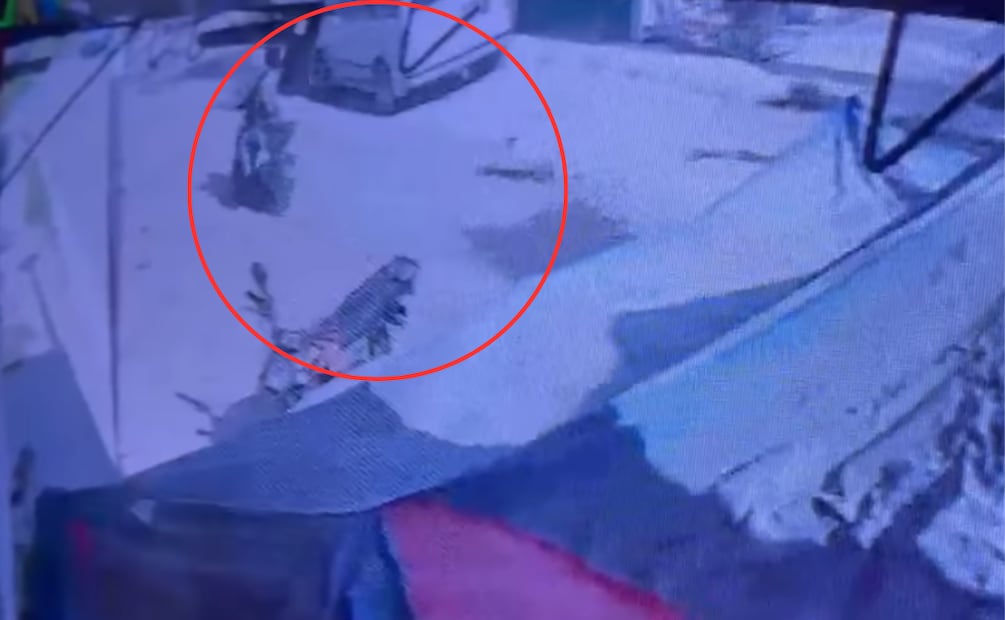 La Fiscalía de Jalisco detuvo a dos hombres vinculados con la agresión a "Vaquita" en el municipio de Tlajomulco de Zúñiga. Foto: Refugio Manchitas