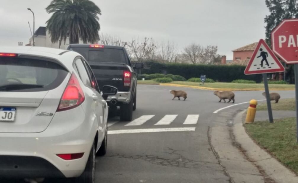 La Rebelión de los Capibaras y el debate que han desatado en Argentina