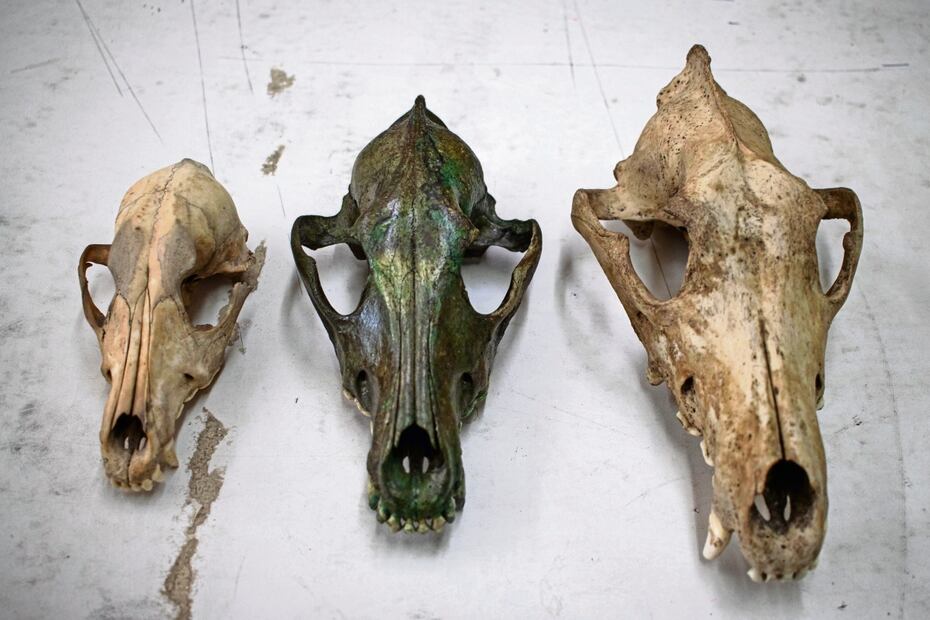 Los cráneos de un perro (izquierda), de una cruza de perro y lobo (en medio) y de un lobo (derecha). Foto: Gabriel Pano / EL UNIVERSAL