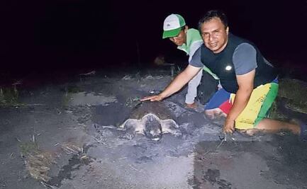 Voluntarios luchan solos por conservar a la tortuga marina en litoral chiapaneco
