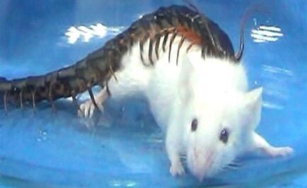Conoce la toxina del ciempiés que somete a presas 15 veces más pesadas