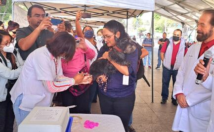 Arranca jornada de vacunación antirrábica y felina gratuita en la CDMX