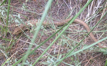Liberan 5 ejemplares de vida silvestre en zona de La Malinche