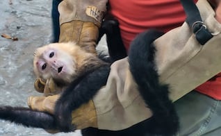 Profepa recibe 10 monos capuchinos trasladados ilegalmente en Tabasco; presentan heridas en la piel y deshidratación