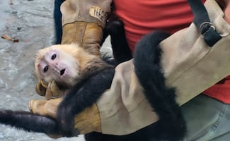 Profepa recibe 10 monos capuchinos trasladados ilegalmente en Tabasco; presentan heridas en la piel y deshidratación