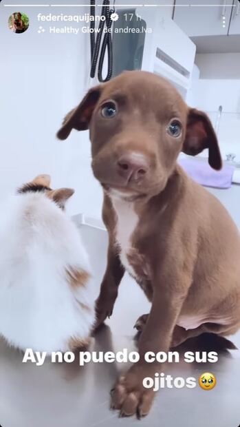 Como Paw Patrol, diputada Federica Quijano detiene su viaje en carretera para rescatar a michi y lomito