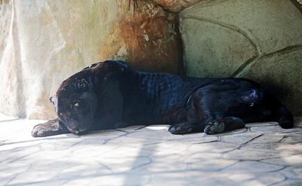 Muere jaguar “El negro” que habitaba el parque La Venta, en Tabasco
