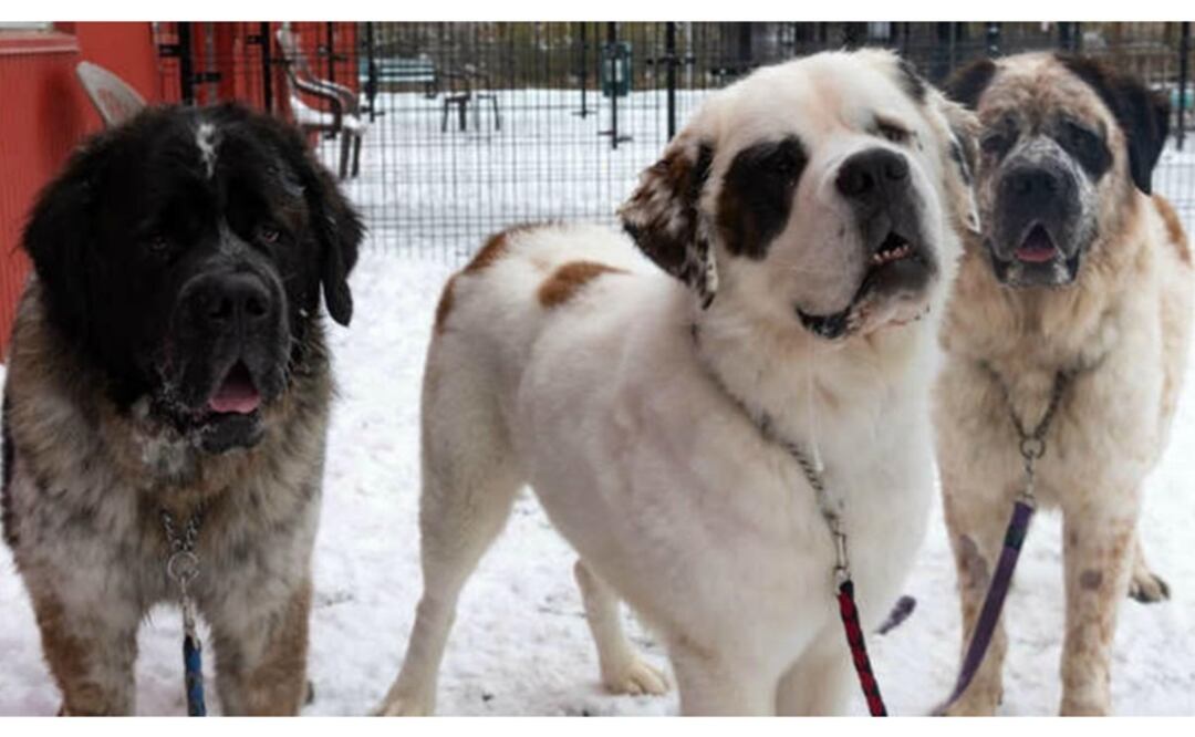 Goliath, Gunther y Gasket, perros raza San Bernardo. Foto: Facebook Edmonton Humane Society