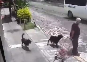 “Auxilio, auxilio”: perros atacan a abuelita en Querétaro; video se vuelve viral