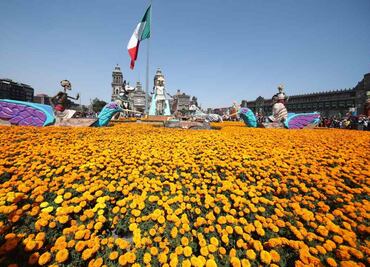 Mega Ofrenda del Zócalo luce tapete monumental de cempasúchil; son más de 100 mil ¿están a la venta?