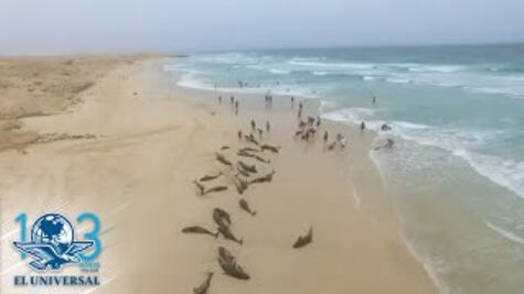 Más de 100 delfines mueren en una isla de África