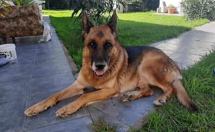 “Vio el auto de mi mamá y saltó”: perro ovejero regresa a casa tras 10 meses perdido