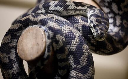 Serpientes rompen el techo de una casa mientras se apareaban y causan pánico