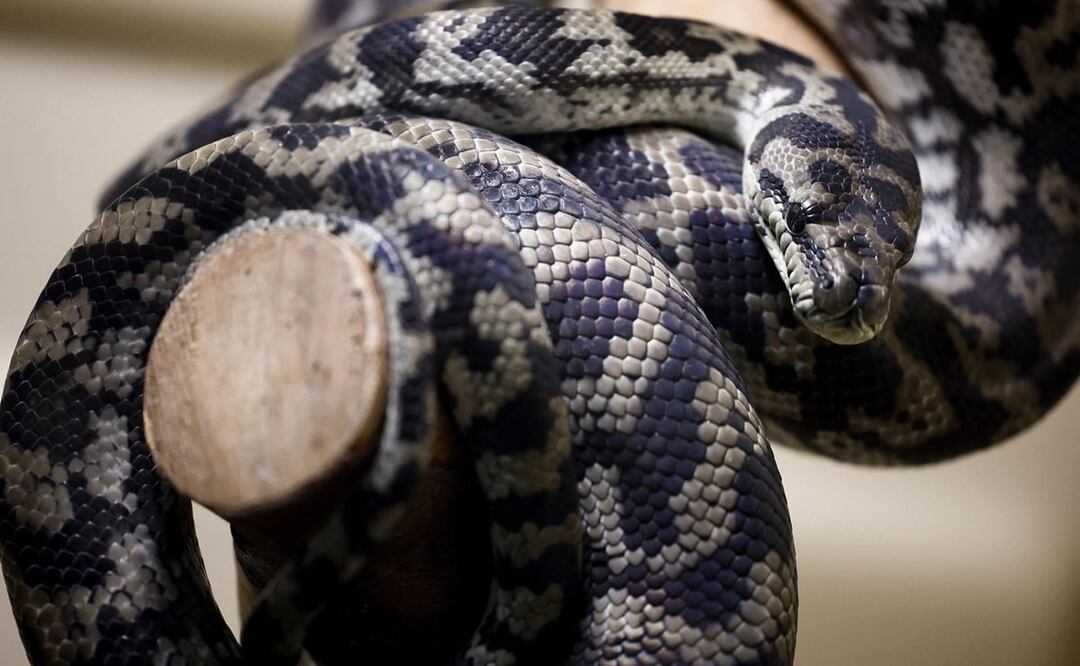 Las serpientes pitón pueden medir más de 10 metros y pesar más de 100 kilos. FOTO: AFP