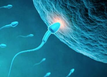 La alimentación impacta en la fertilidad masculina, advierte experta