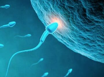 La alimentación impacta en la fertilidad masculina, advierte experta