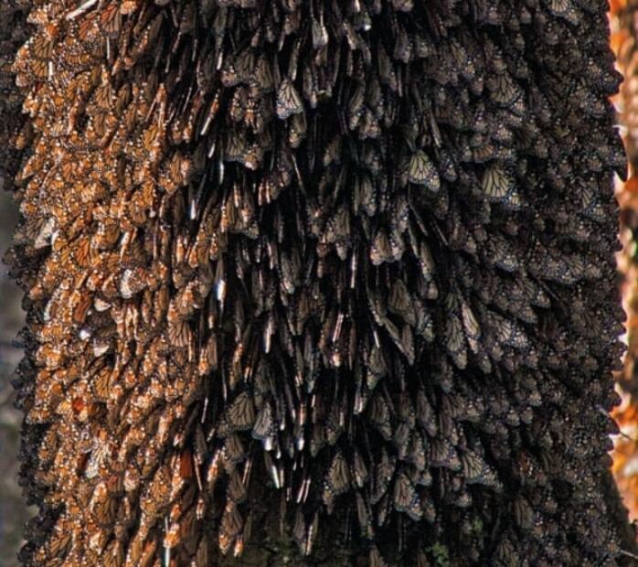 Qué destinos turísticos aparecen en el nuevo billete de 100 pesos