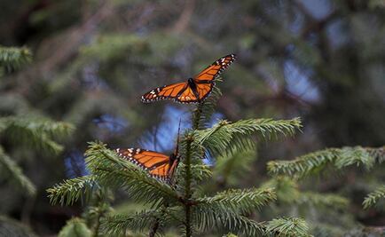 Refuerzan protección de la mariposa monarca