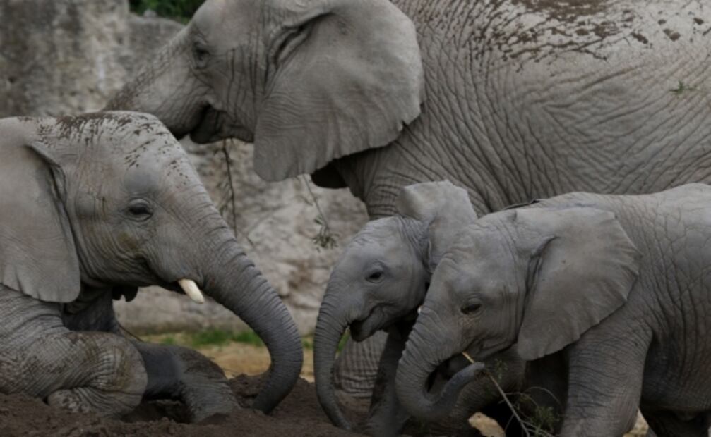 A Africam Safari la pandemia "casi lo caza", pero sale adelante y llegan elefantes