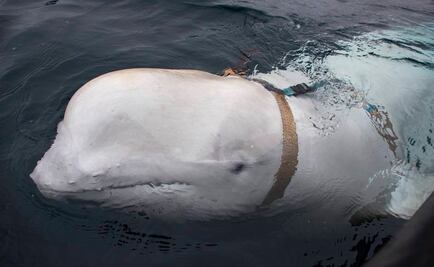 Hallan ballena beluga con arnés en Noruega; podría ser del Ejército ruso
