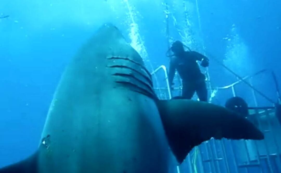 Video. Buzo capta en México al tiburón más grande del mundo