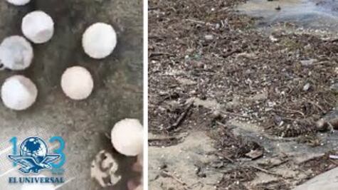 "Narda" destruyó 4 millones de huevos de tortuga en Oaxaca