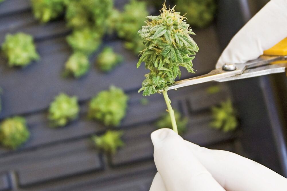 El presidente de la Comisión de Salud dice que aún falta discutir los mecanismos de control para el uso de la yerba (ARCHIVO EL UNIVERSAL)