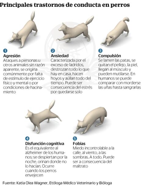 Perropeuta. Canes ahora van al sicólogo