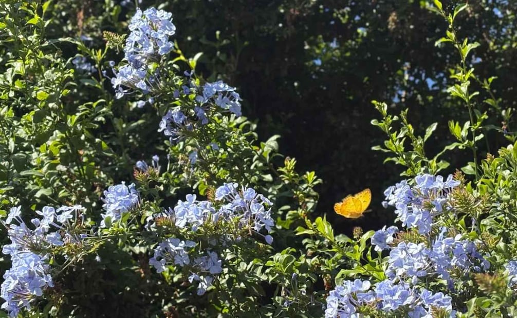 Abren jardín de polinizadores en Ecatepec; mariposario promueve conservación y recreación familiar.
Foto: Especial.