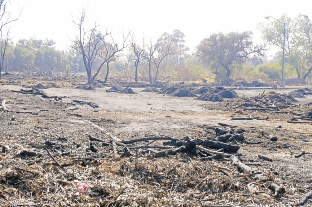 De 1990 a 2015 se han llevado a cabo 5 mil 195 inspecciones, 977 recorridos de vigilancia y 456 operativos para detener la pérdida de bosques y selvas en México (ARCHIVO EL UNIVERSAL)