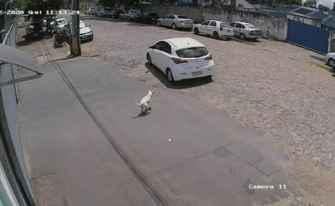 El pequeño perro discapacitado fue recogido por la Secretaría de Protección Animal (Foto: tomada de video)