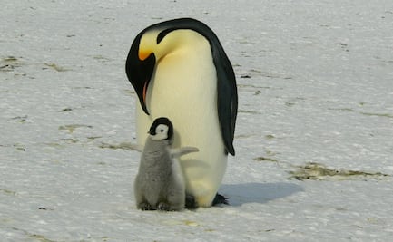 Ofrecen trabajo en la Antártida contando pingüinos