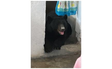 Oso negro hambriento entra a una casa en Nuevo León