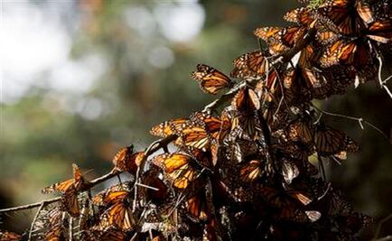 Deforestation in Mexico butterfly reserve nearly triples