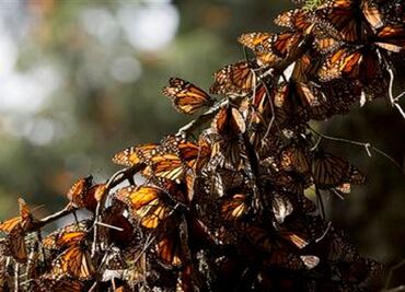 Deforestation in Mexico butterfly reserve nearly triples
