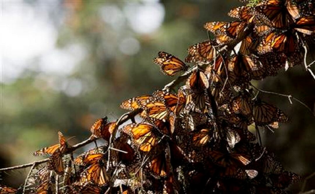 The forest canopy is a sort of blanket against cold for the masses of orange-and-black butterflies that form huge clumps on tree branches during their winter stay in Mexico. (Photo: AP) 