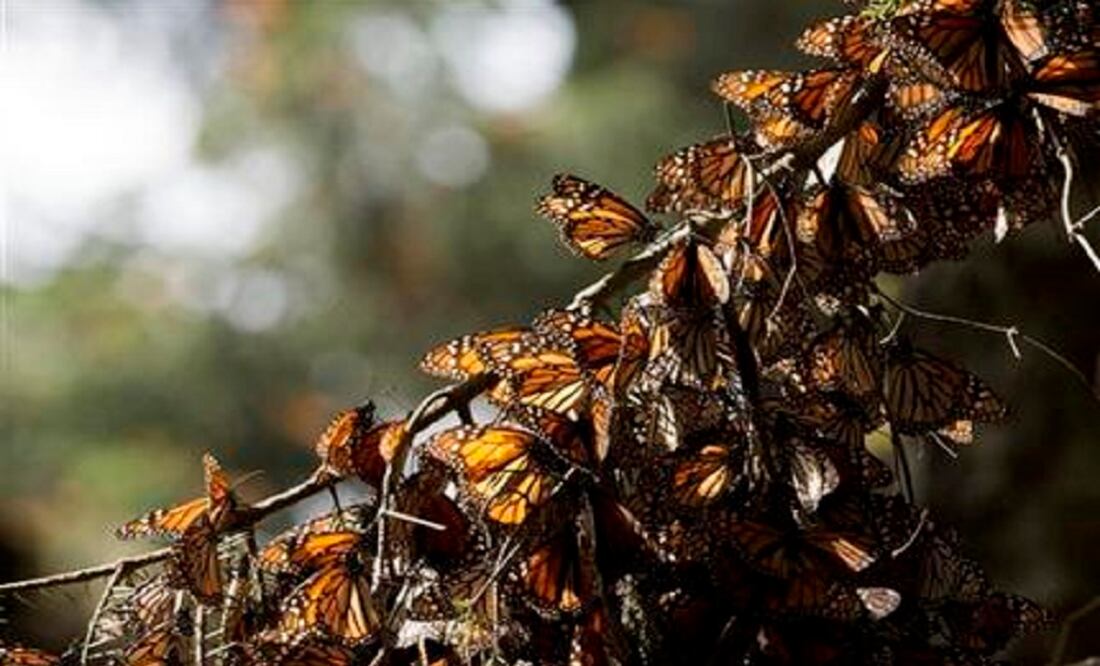 The forest canopy is a sort of blanket against cold for the masses of orange-and-black butterflies that form huge clumps on tree branches during their winter stay in Mexico. (Photo: AP)