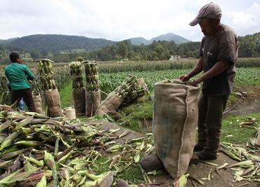 Productores de maíz reabren circulación en tramos carreteros bloqueados en Sinaloa
