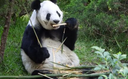 Xin Xin cumple 35 años; la única panda gigante de Latinoamérica será celebrada en Chapultepec: Sedema