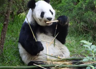 Xin Xin cumple 35 años; la única panda gigante de Latinoamérica será celebrada en Chapultepec: Sedema