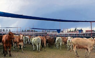 Carne se abarata por cierre de fronteras: IP