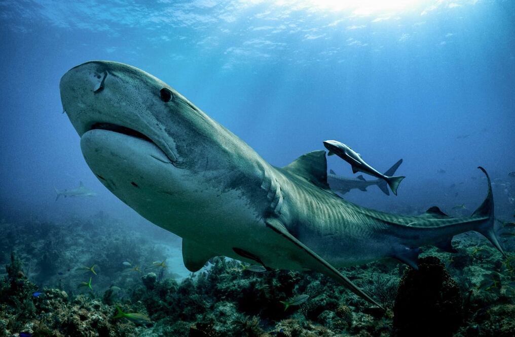 Foto: EL UNIVERSAL, archivo