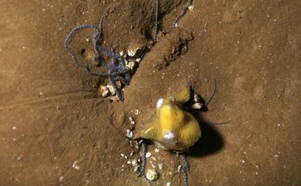 Descubrimiento de los ofiuros cavernícolas, especie endémica en México: UNAM