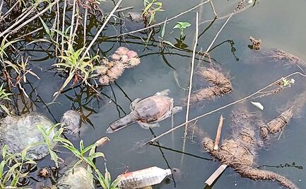 Mueren decenas de tortugas en lago de India al ser posiblemente envenenadas 