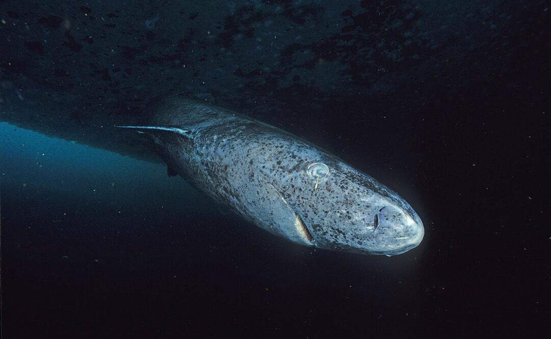 Los encuentros con el tiburón de Groenlandia son muy raros, pues viven a grandes profundidades. Foto: Wikimedia Commons. Hemming.1952