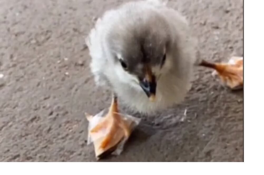 La primera versión de las zapatillas ortopédicas del pollito. FOTO: TikTok