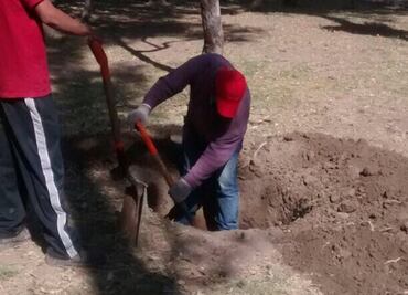 Inicia resarcimiento de árboles por construcción de L7 del Metrobús