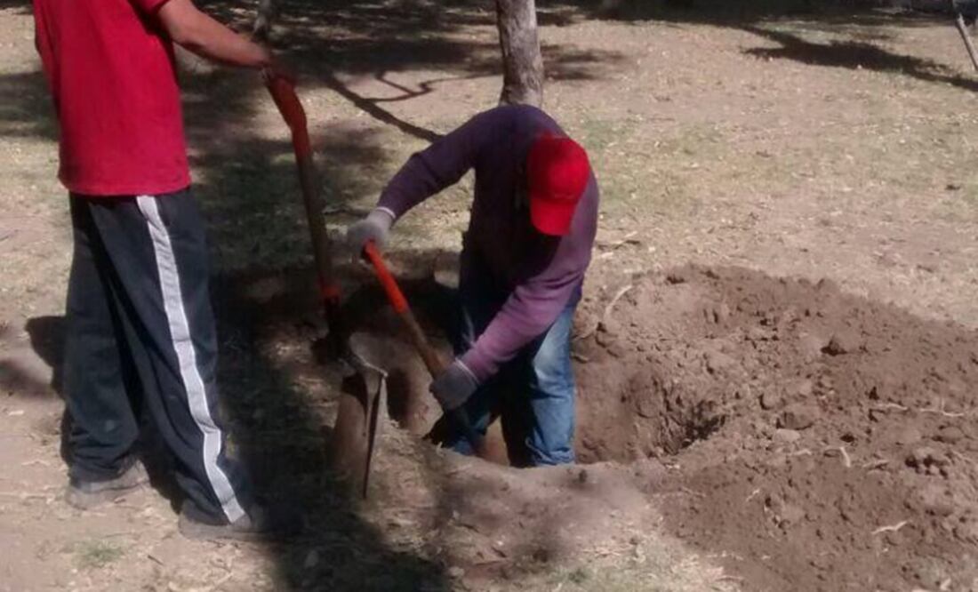 Inicia resarcimiento de árboles por construcción de L7 del Metrobús